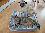 Old and overweight pets as well as short-nosed breeds are at the greatest risk.
(Oscar and Stewie, Rochester, New York) Old and overweight pets as well as short-nosed breeds are at the greatest risk.
(Oscar and Stewie, Rochester, New York)