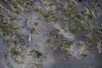 Supporters say hydropower is Brazil's best clean-energy option, but reservoirs have high emissions of CO2 and methane (with a warming effect 25 times stronger than CO2), because of decaying matter underwater.
Photograph: Daniel Beltrá/Greenpeace