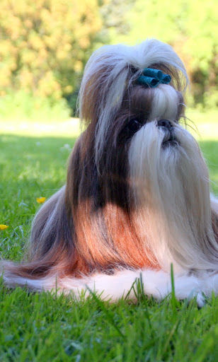 2010-06-09 photo chien 2000