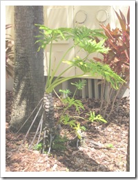 Florida vacation 3.12 plant with strange roots Florida vacation 3.12 plant with strange roots
