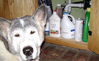 Statistics show that preventable accidents are the leading cause of death among our pets. Statistics show that preventable accidents are the leading cause of death among our pets.