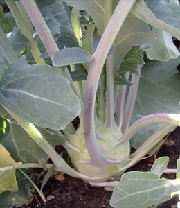 Kohlrabi plant  (554x640)