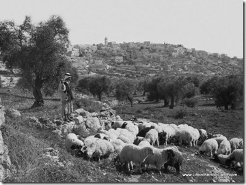 Shepherd with flock near Bethlehem, mat06290