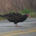 P1040365