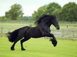 caballos1.jpg