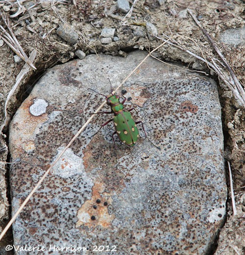 [34-green-tiger-beetle%255B2%255D.jpg]