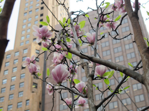 I love the smell of magnolias.