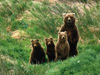 Cub Scouts.jpg