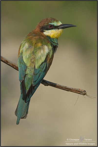 Gruccione---(European)-Bee-Eater-(Merops-apiaster)-0907111DIII3538