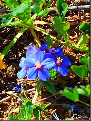 SAM_0218 SAM_0218