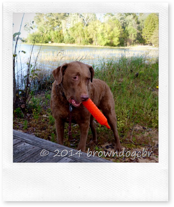Dog Training Harlow Dog Training Harlow