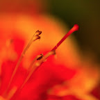 Bouquets de Arte 2010-101.jpg
