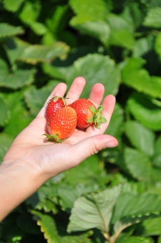 [Strawberry%2520Picking%2520May%25202011%252028%255B2%255D.jpg]