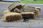 Here we go, fresh hay!