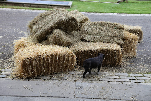 Here we go, fresh hay!