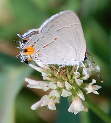 Aug 15 Gray Hairstreak