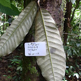 ②　調査木とサンプルの葉 / A surveyed tree and its sample leaf