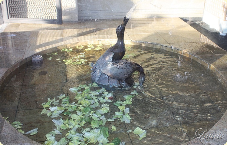 duck pool