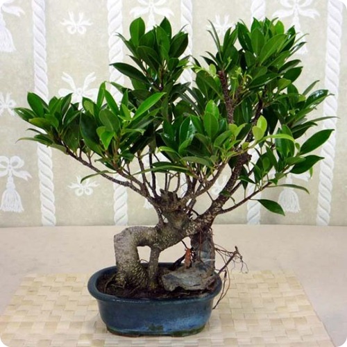 Ficus_Bonsai1