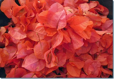 Orange bougan in pot Orange bougan in pot