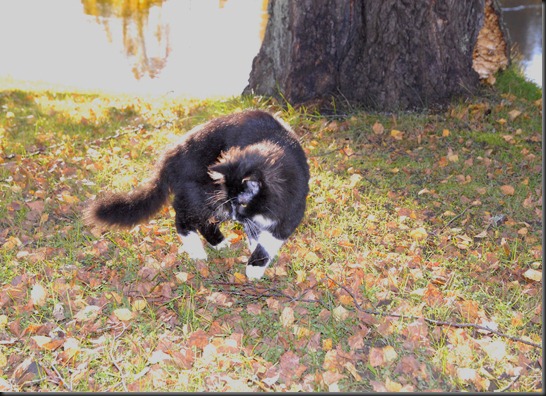 kissa 055 kissa 055