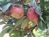 Picking Apples