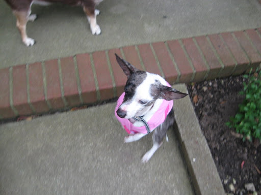 Here Pepper is practicing a little runway walk to showcase her chic new pink winter-wear!