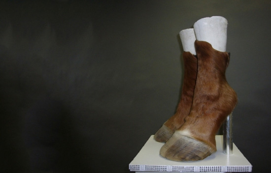 cow-shoes.jpg
