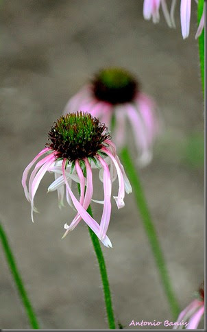 ECHINACEA ANGUSTIFOLIA DSC_6151X1