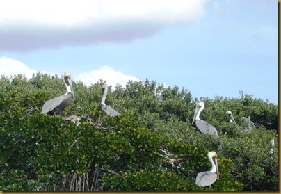 pelican in mangroves