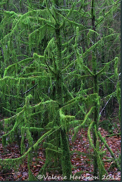 5-mossy-trees