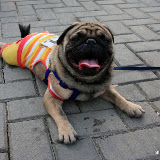 Pet Express Doggie Run 2012 Philippines. Jpg (247).JPG
