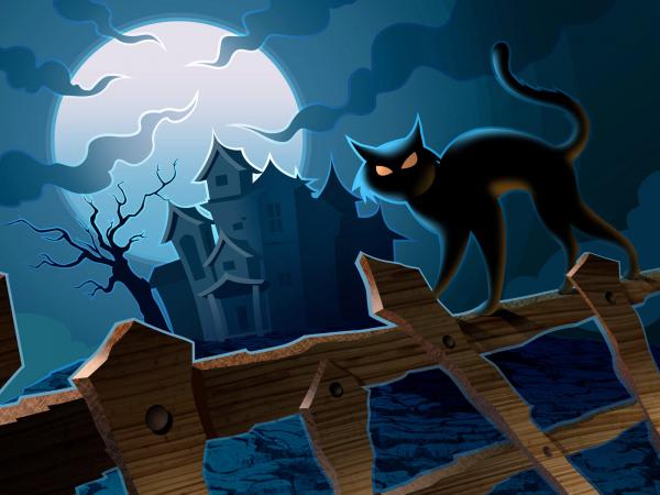 Halloween Cat, Halloween