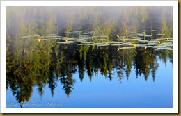 lily Pads and Reflections no. 3