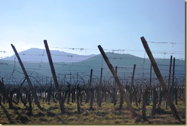 St Hippo wineyards