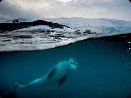 Polar Obsession18 Polar Obsession18