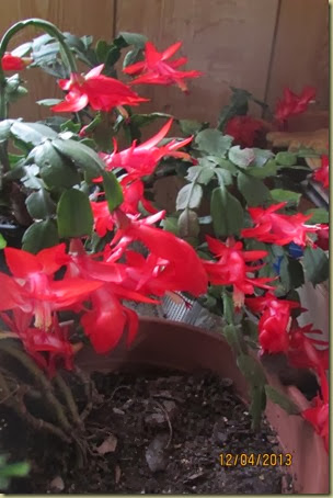 Christmas catcus 2 Christmas catcus 2