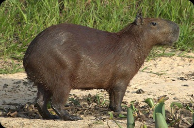 capibara capibara
