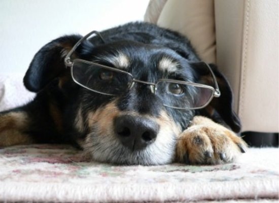 [Cane-6%255B3%255D.jpg]