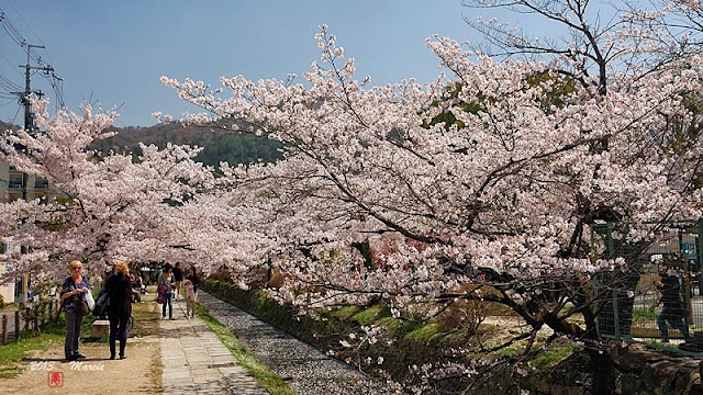 京都白川疏水櫻花