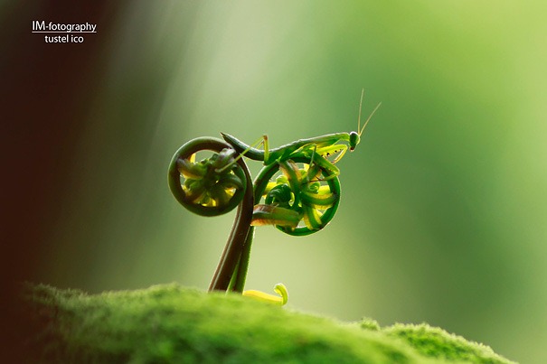 [Mantis%255B3%255D.jpg]
