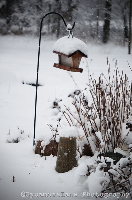 snow-6-w-SycamoreLane Photography