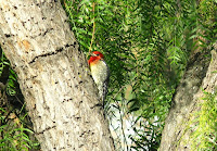 Alameda Crk 005.JPG Photo