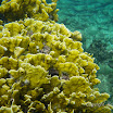  Snorkel Buck Island Reef 