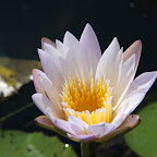 Seerose im Okavango-Delta © Foto: Pascal Chapelain