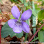 #13 VIOLACEAE Viola riviniana(ID Flora On)[Maia,NF37_P.S.P.Avioso,CA&CMMaia]_P1570660.JPG