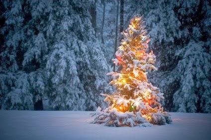 [christmas-tree-in-snow-13.jpg]