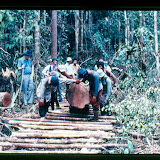 湿地林からの木材運び出し作業（1970年代）　/ The log came down from swamp forest in the 1970s.