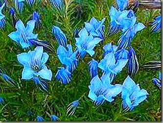 gentiana ternifolia