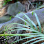 Water Monitor - Port Douglas, Australia